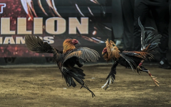 Các tính năng nổi bật nhất của Đá gà 247 đối với anh em